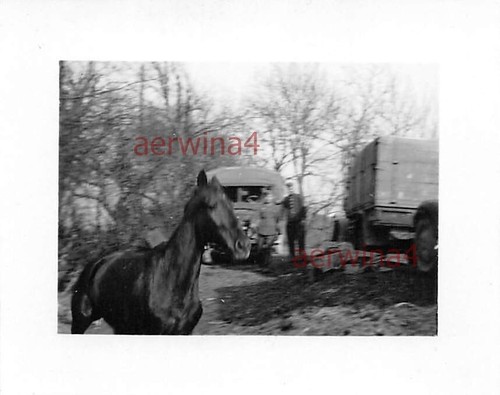 Camion chevaux arrête - camion, à