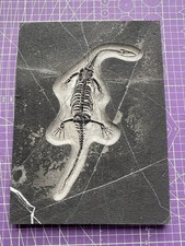 Reptile marin-🦎Fossile