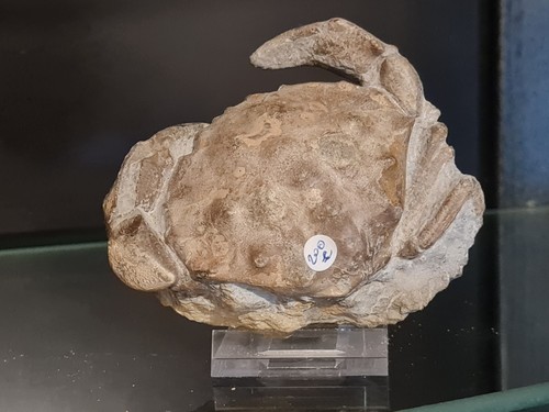 Crabe fossile espagne - crabe,