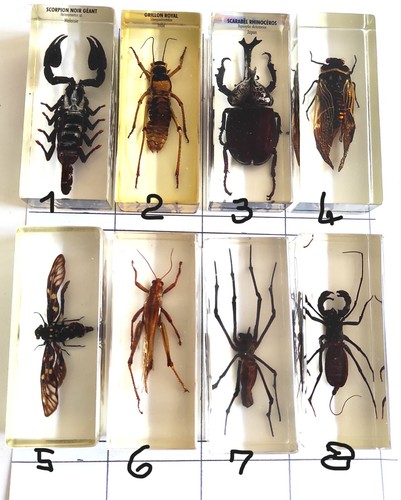 Insectes inclusion dans - (9),