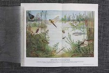 Ennemis Des Poissons Flore Et