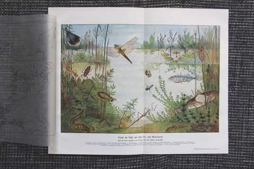Ennemis des poissons flore - flore, et