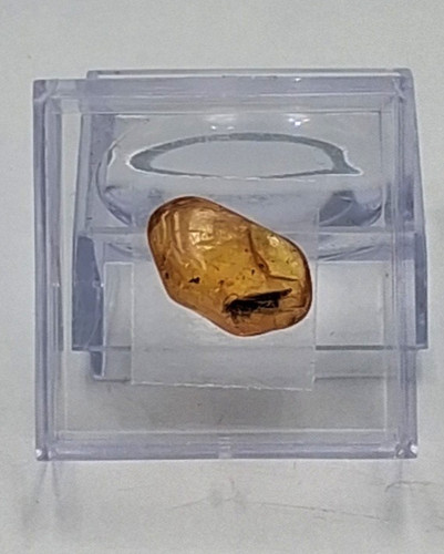 Ambre fossil avec bien - ambre, visible