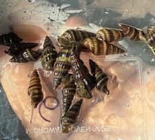? 5 Live Assassin Snails (Clea Helena)–Freshwater Pest Control – USA Tank Bred
