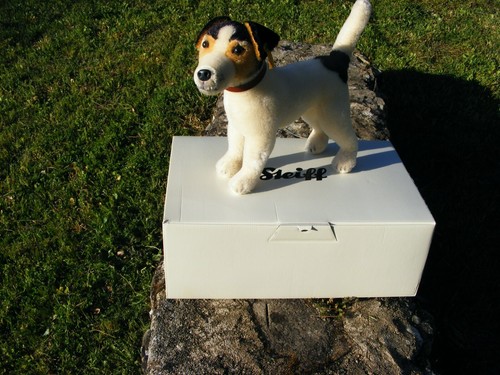 Chien jack russell terrier - chien, en