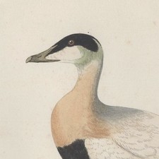 Canard Eider - Gravure Histoire Naturelle aquarelle XIXe