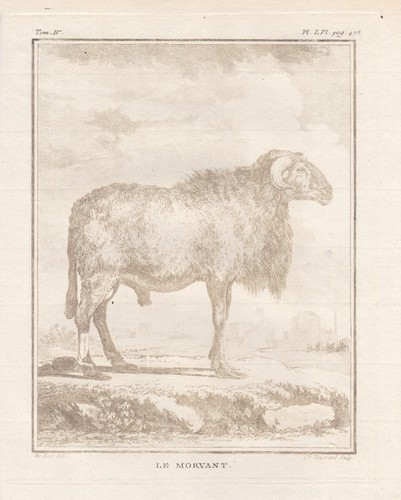 Morvant mouton bélier - morvant,