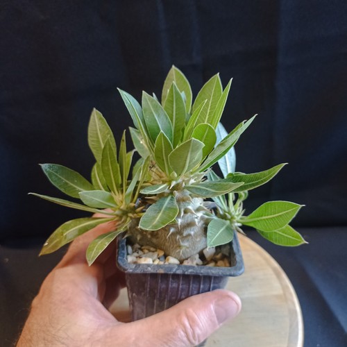 Pachypodium rosulatum ssp - pachypodium, 'rosulatum