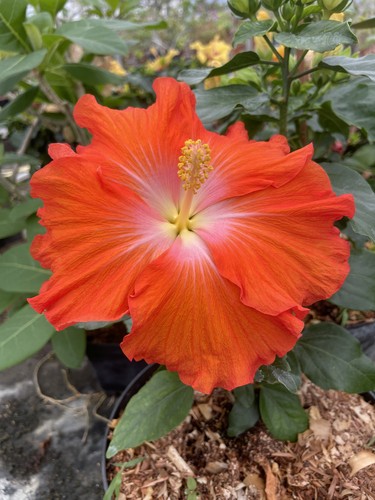 Hibiscus golden queen - hibiscus,