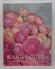 Ranunculus: Beautiful