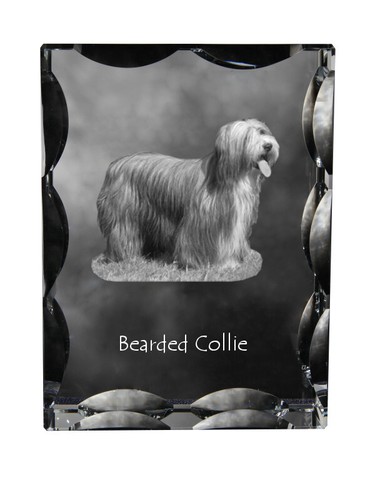 Bearded collie cristal avec - collie,