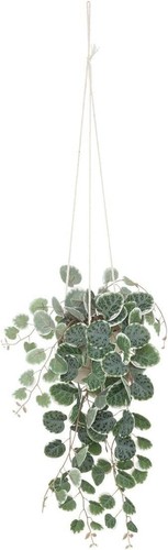 Atmosphera plante - ,