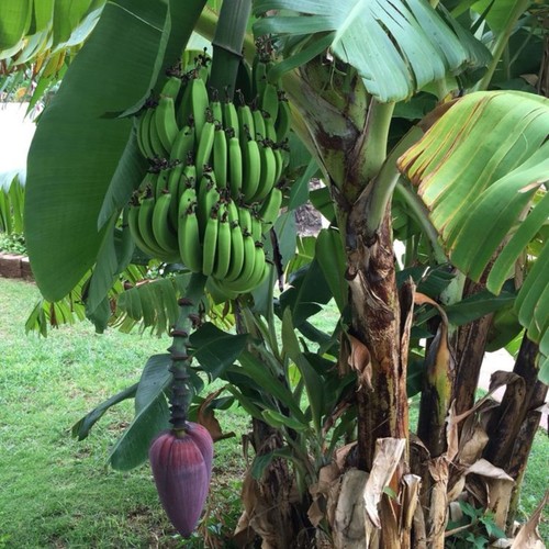 Organic dried banana - banana, leaves