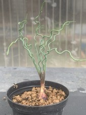 BULBINE TORTA POT7CM DCM HCM