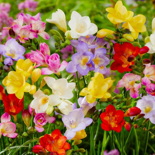 Bulbes freesia à - -,