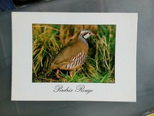 CPM RED PERDRIX POSTCARD PHOTO STF 