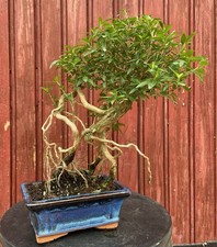 BONSAÏ SERISSA FOETIDA 6ANS