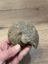 ammonite nautile fossile
