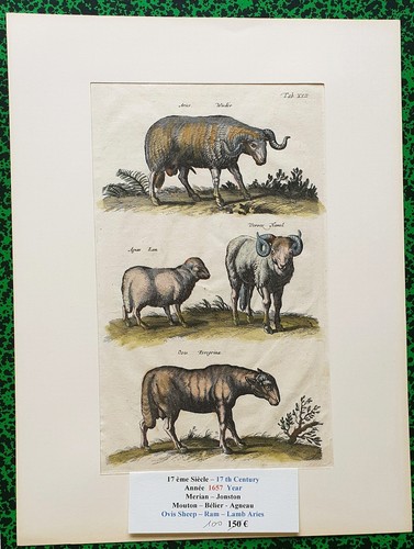 Xvii ème jonston merian - ,