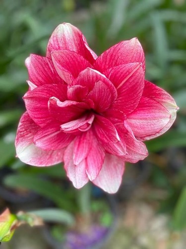 Imported amaryllis lily - imported,
