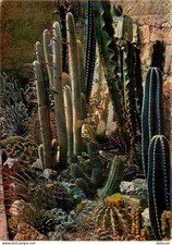 Flowers - Plants - Cactus - La Cote d'Azur - exotic garden - strange flora d'A