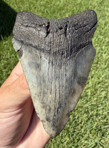 Natural megalodon - natural,