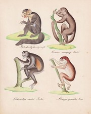 Lémur Indri Slender Loris