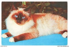 ASHP2-0135-CAT - CORONATION OF BURMA - A CAT WITH BLUE EYES