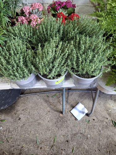 Thym pot vert - thym,