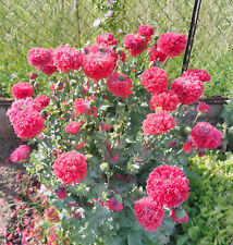 Lot de 1000 graines de pavot