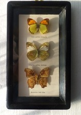 Cadre de 3 papillons