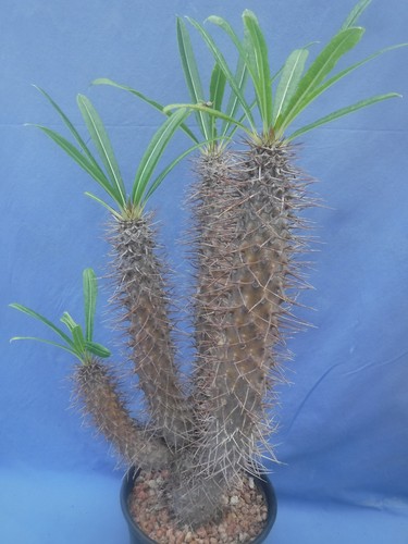 Pachypodium lamerei four - lamerei, four+++