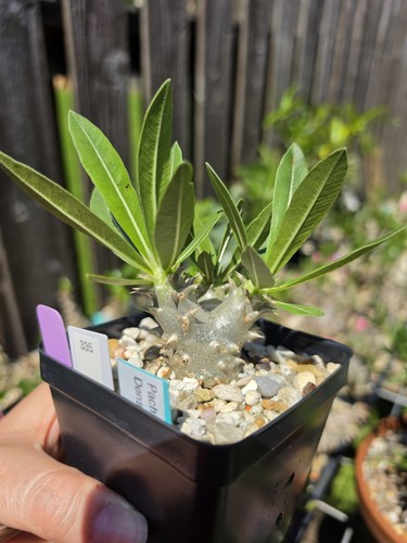 Pachypodium densiflorum live - pachypodium,