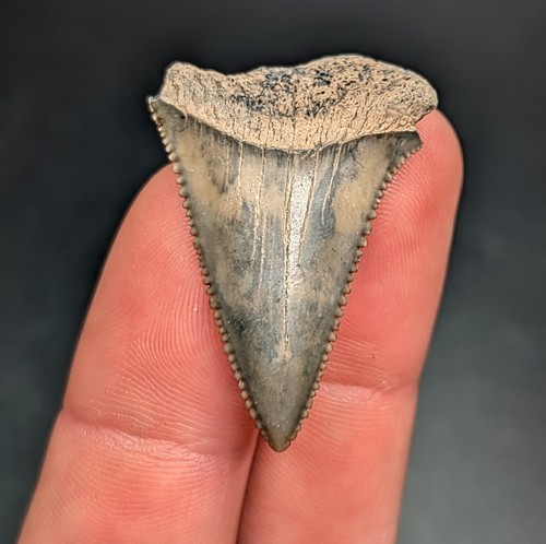 Exceptionally patterned - exceptionally, 1.35"