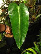 PHILODENDRON LANCIGERUM, Lovely Speckled Petiole, Beautiful RARE Aroid Plant!!!