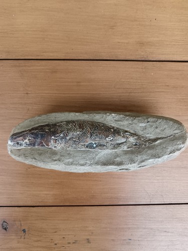 Fossile poisson rhacolepsis - poisson,,
