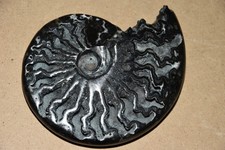 RARE ammonite Aioloceras
