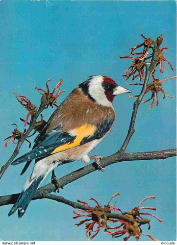 Carte postale animaux - postale,