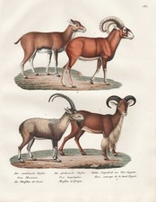 Mouflon Ziegenbock Lithographie Brodtmann 305992