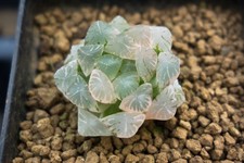 Succulent - Haworthia 'Oomurasaki' variegate