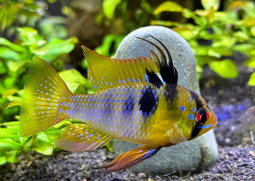 Beautiful blue ram cichlid - beautiful,