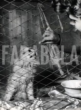Photo de presse vintage Italie, Sahib, Le Persan Chinchilla, 1954, tirage