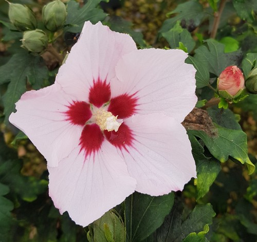 Hibiscus syriacus hamabo - syriacus, 'hamabo'