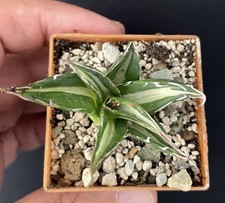 RARE! Agave Horrida Mediopicta