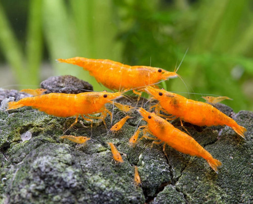 Lot crevettes - de,