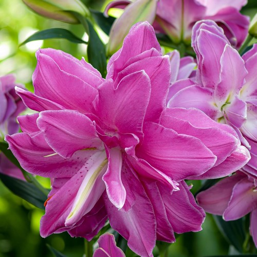 Bulbes lotus rustiques - bulbes,
