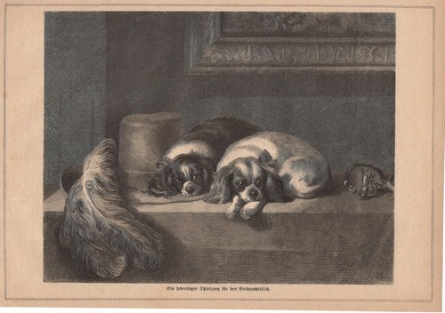 Jeunes chiots comme cadeau sur - comme,