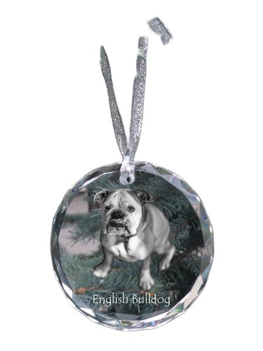 Bulldog anglais bouledogue - bulldog,,