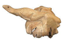 lézard varan  en bois racine