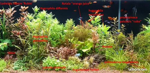 Lot plantes aquatiques en - de,